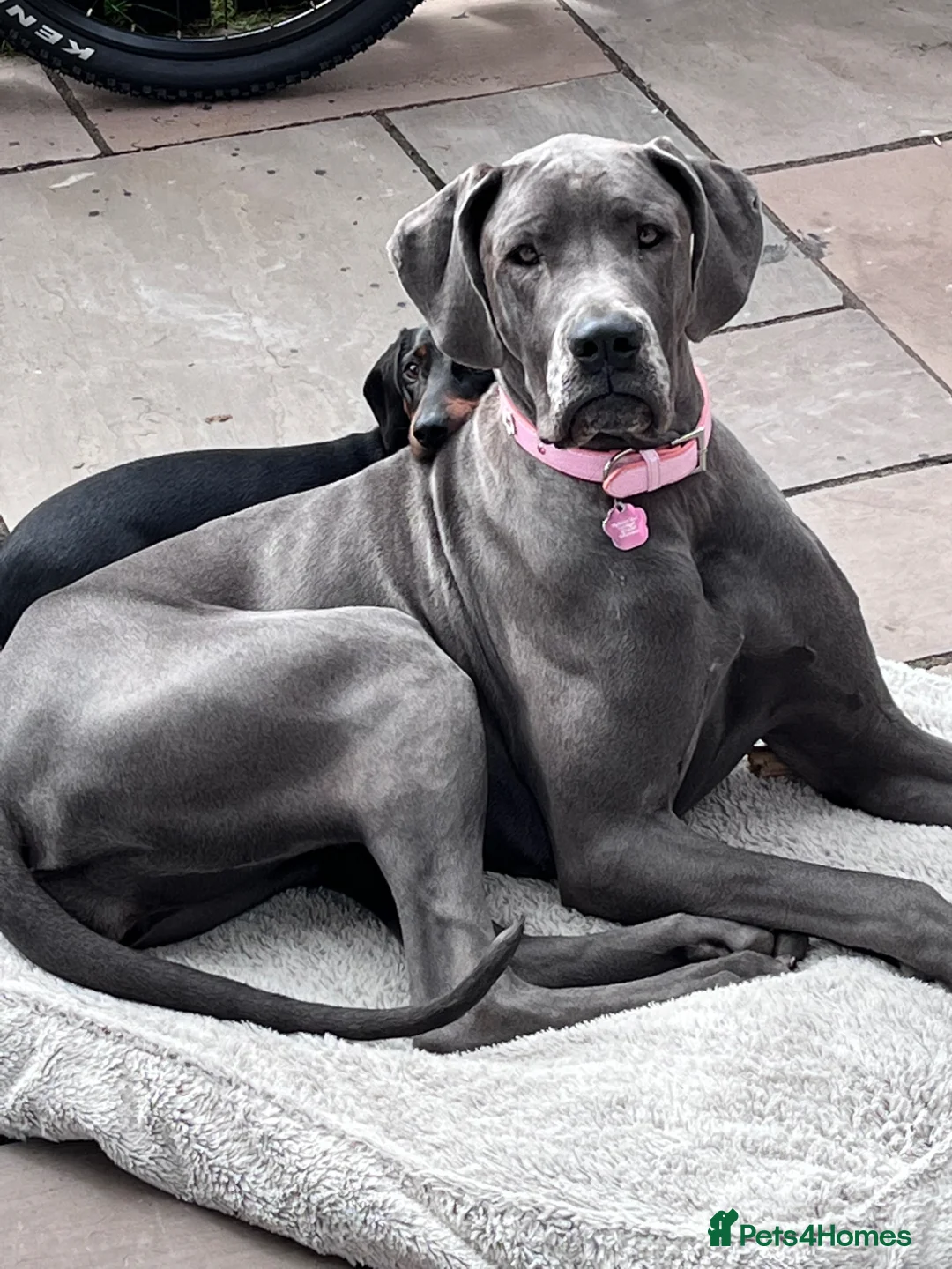 Great Dane dogs for sale: Stunning Great Dane for Rehome - Advert 12