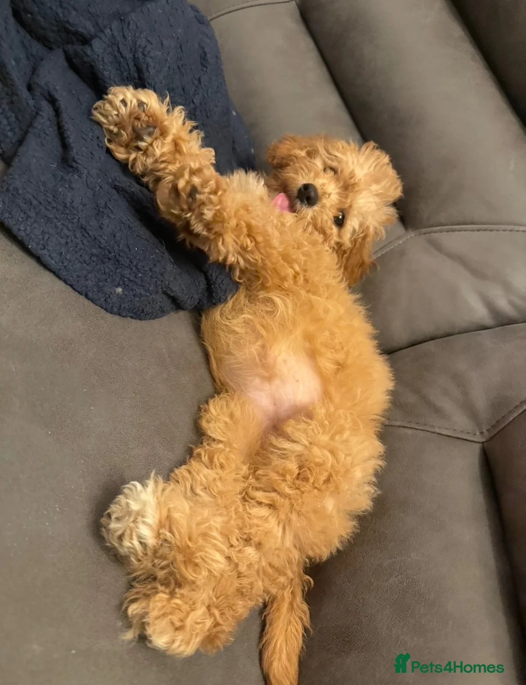 Cavapoo dogs for sale: 11 month old Cavapoo female  - Advert 6
