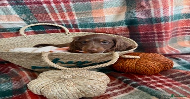 Miniature Dachshund dogs - Advert 1