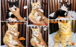 Mixed Breed cats for sale: 🎃 4 Pumpkin Gingers & 2 Phantom Kittens 👻 - Image 1