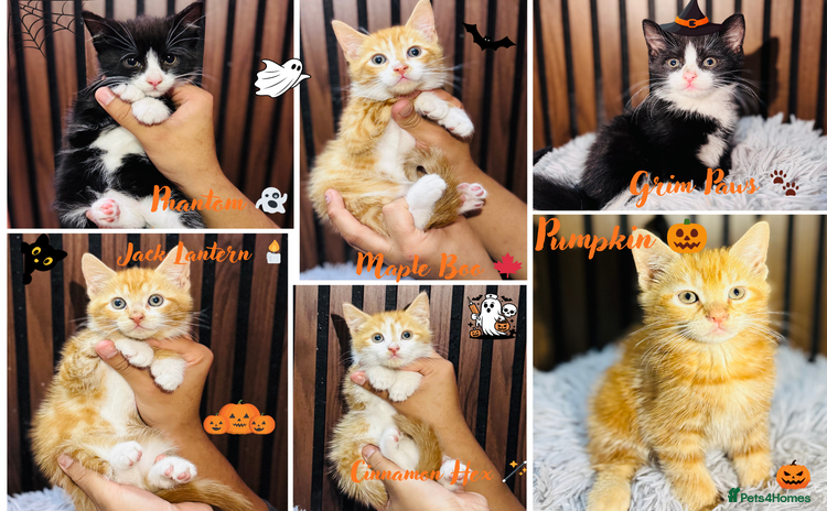 Mixed Breed cats - Advert 2