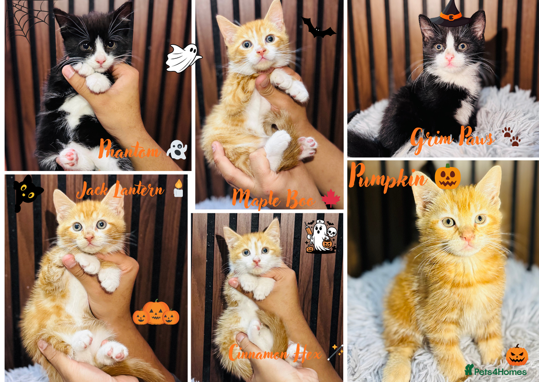 Mixed Breed cats for sale: 🎃 4 Pumpkin Gingers & 2 Phantom Kittens 👻 - Image 1