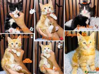 Mixed Breed cats - Advert 5