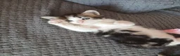 Mixed Breed cats for sale: 4 beautiful kittens ready to reserved  - Advert 9