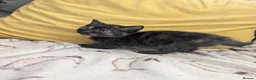 Mixed Breed cats for sale: Adorable Two left out of beautiful litter - Advert 7
