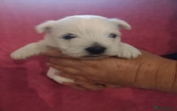 West Highland Terrier dogs for sale: Gorgeous KC registered Westie pups - Image 14