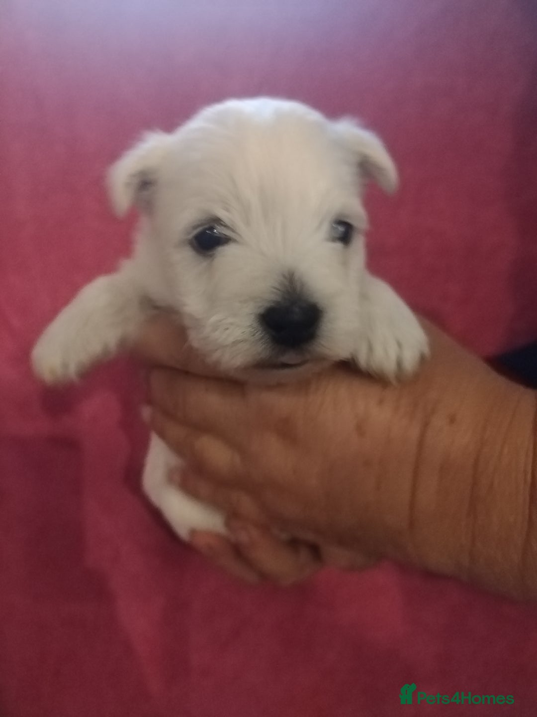 West Highland Terrier dogs for sale: Gorgeous KC registered Westie pups - Image 14
