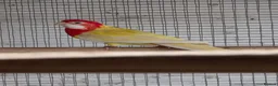 Parakeets birds for sale: Parakeets  - Advert 1