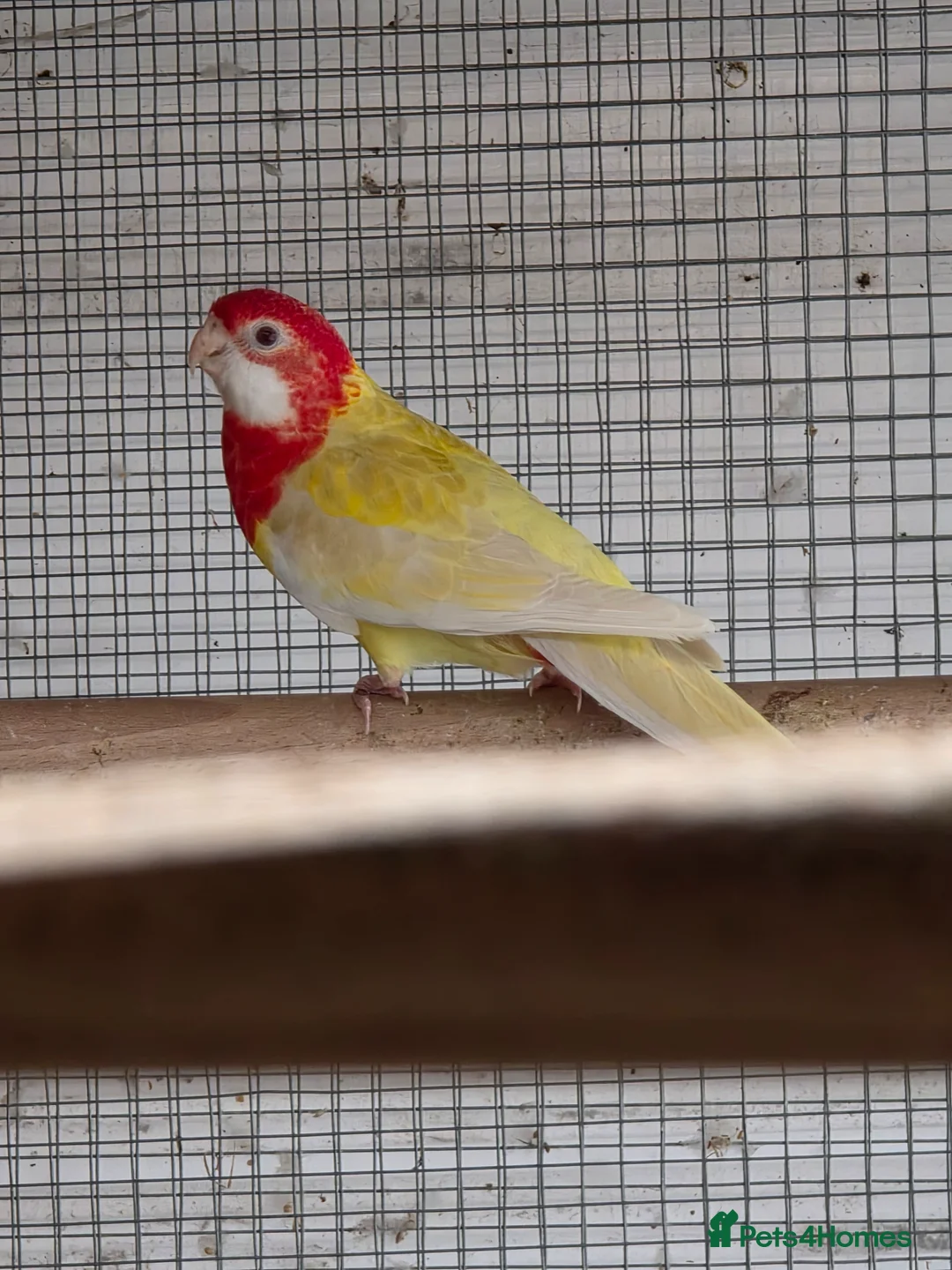 Parakeets birds for sale: Parakeets  - Advert 1