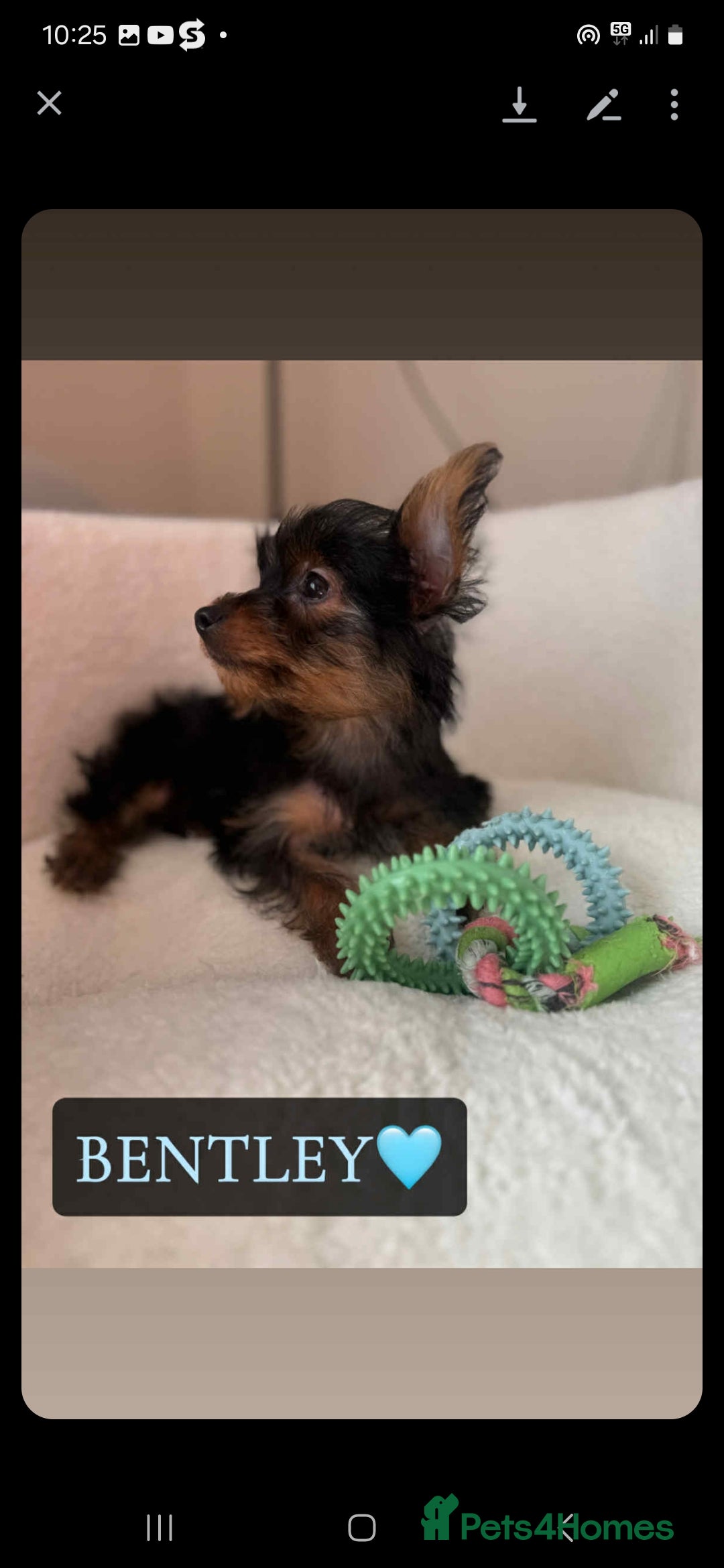 Yorkshire Terrier dogs for sale: Yorkshire Terrier Puppies - Image 12
