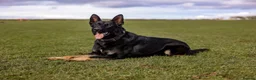 German Shepherd dogs for sale: Europe’s Elite line bred pedigree  in Wirral - Advert 6