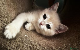 British Shorthair cats for sale: Ready pure AY12, NY12 Corin BSH  - Image 32
