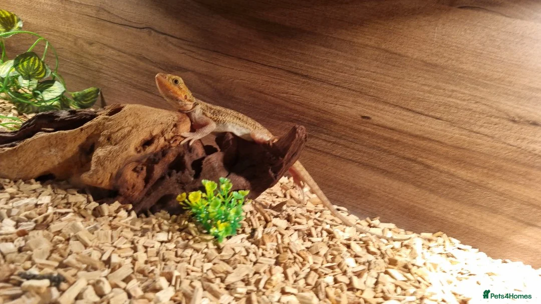 Bearded Dragon reptiles for sale: 12 Week Old Baby Bearded Dragon With Full Set Up - Advert 1
