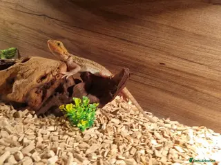 Bearded Dragon reptiles 12 Week Old Baby Bearded Dragon With Full Set Up - Advert 1