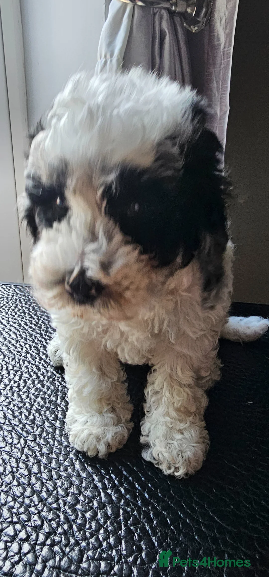 Cockapoo dogs for sale: Beautiful grey eyed girl cockapoo  - Advert 1