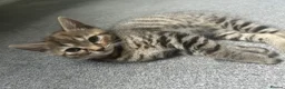 Bengal cats for sale: Bengal kittens  - Advert 24