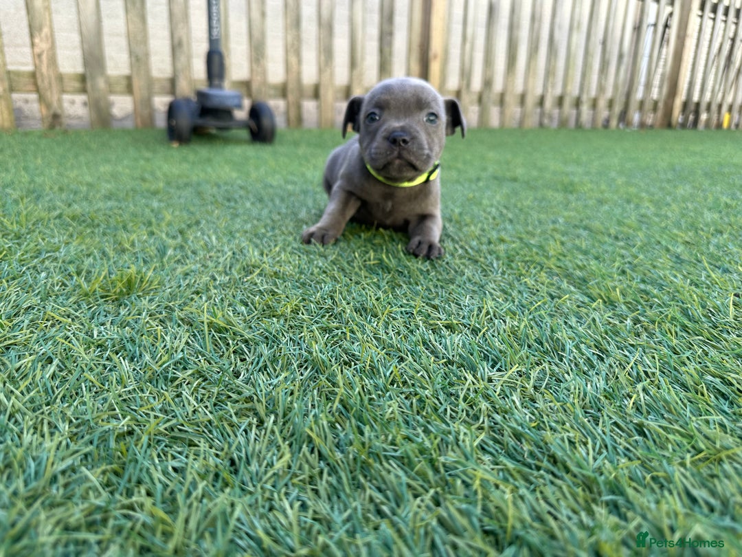 Staffordshire Bull Terrier dogs for sale: Stunning Blue staffy KC Registered Bullscaff Pups - Image 11
