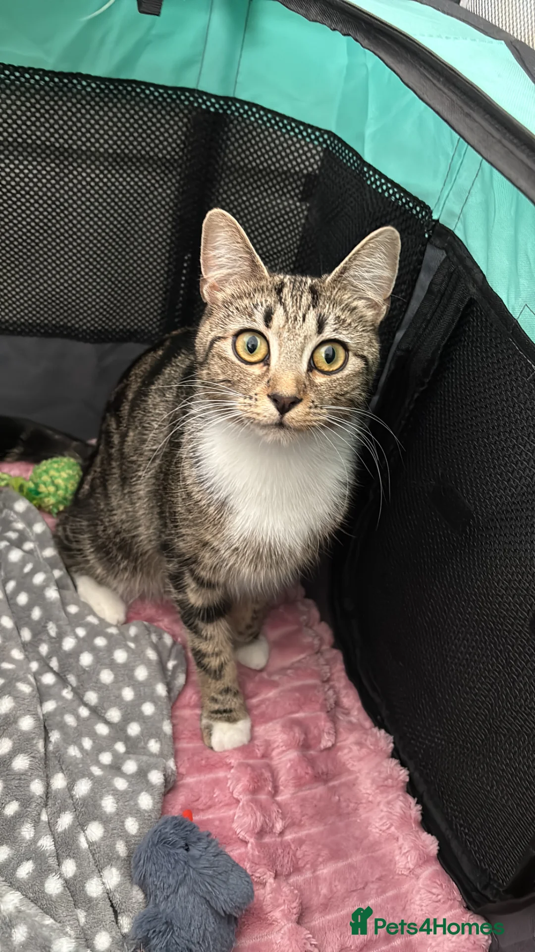 British Shorthair cats for sale: British shorthair/domestic kittens  - Advert 2