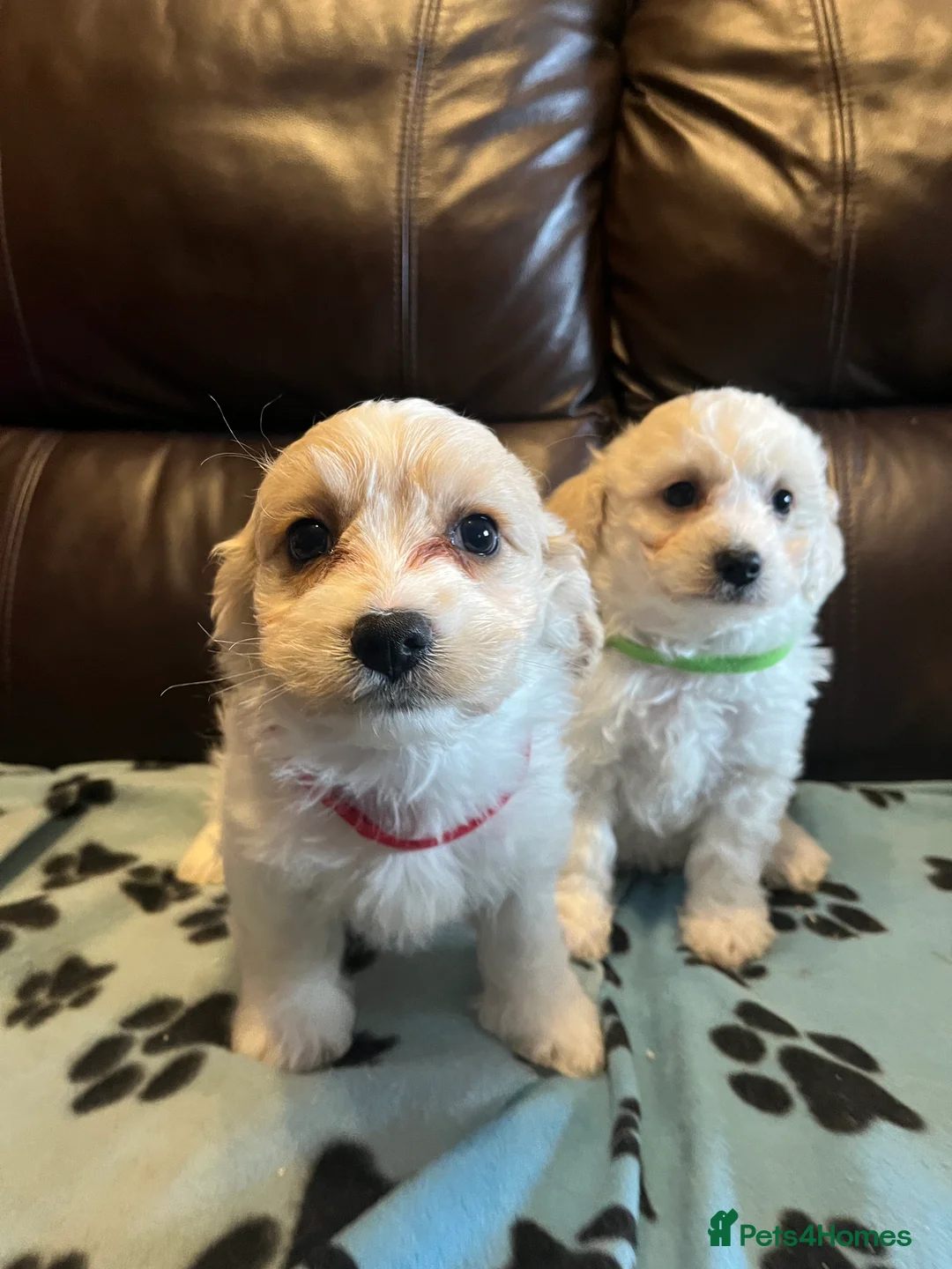 Cavachon dogs for sale: Cute Cavachon x bichon Frise puppies  - Advert 16