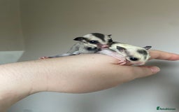 Sugar Glider rodents for sale: Joeys available for reserve  - Image 7