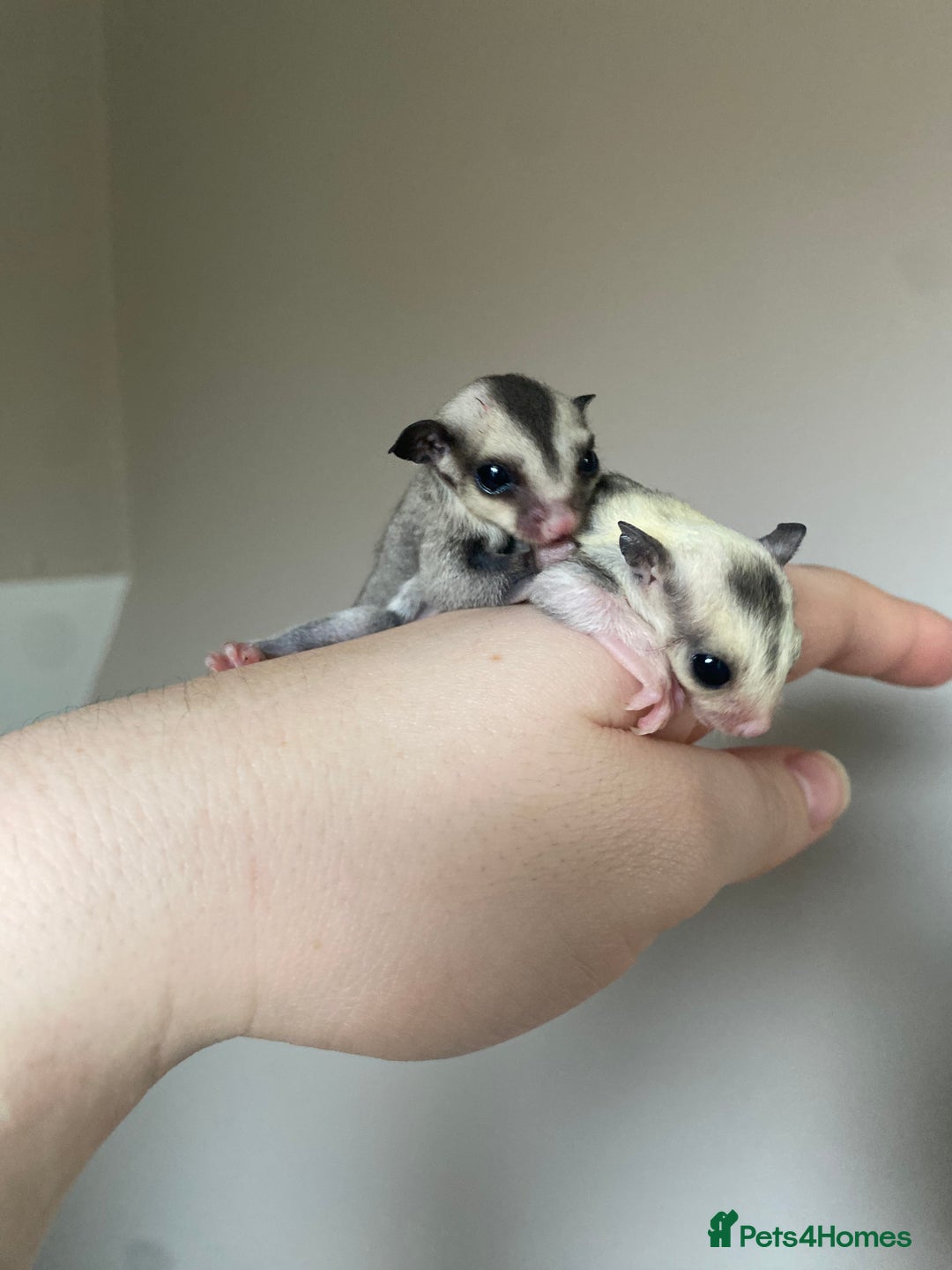 Sugar Glider rodents for sale: Joeys available for reserve  - Image 7