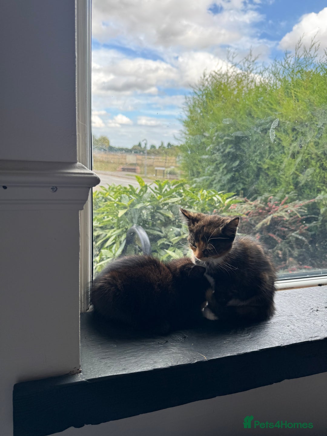 British Shorthair cats for sale: 2 female kittens - Image 1