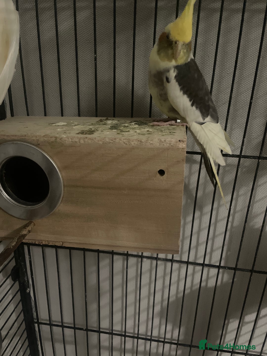 Cockatiels birds for sale: Cockatiels  - Image 5