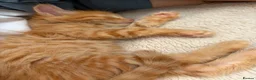 Mixed Breed cats for sale: 4 Ginger Boys, 2 Tortie cats  - Advert 9