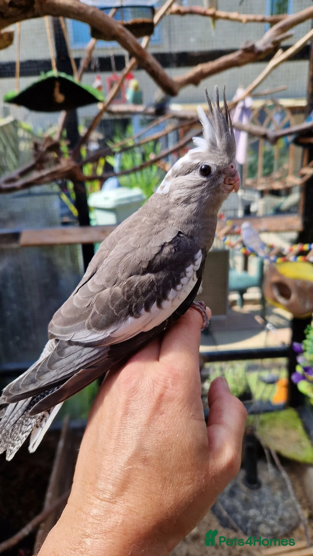 Cockatiels birds for sale: 3 8 week old cockatiels for sale £90 each - Advert 2
