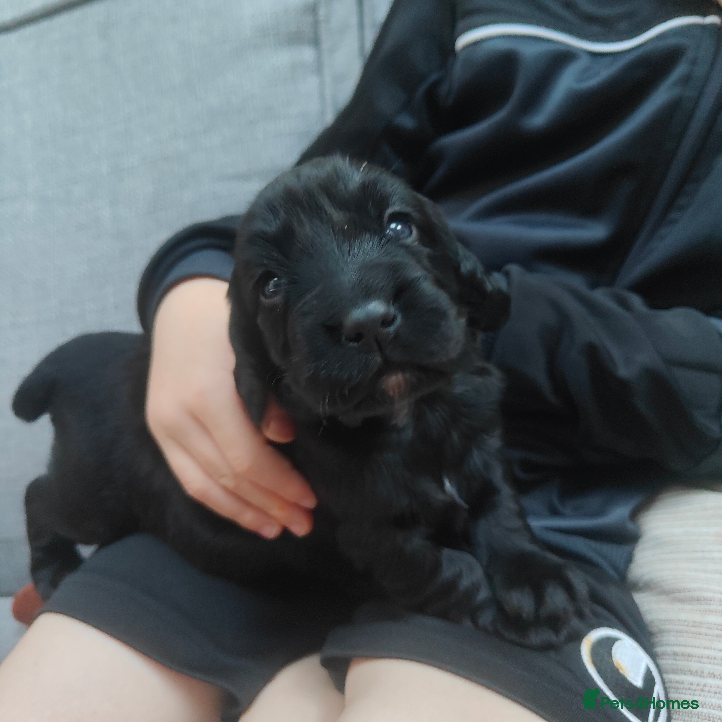 Cocker Spaniel dogs 🐾 COCKER SPANIEL PUPPIES  - Advert 2