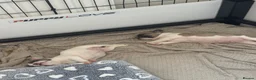 French Bulldog dogs for sale: Merle Piebald French Bulldogs  - Advert 4