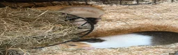 Guinea Pig rodents for sale: 3 male guinea pigs and everything needed for sale  - Advert 1