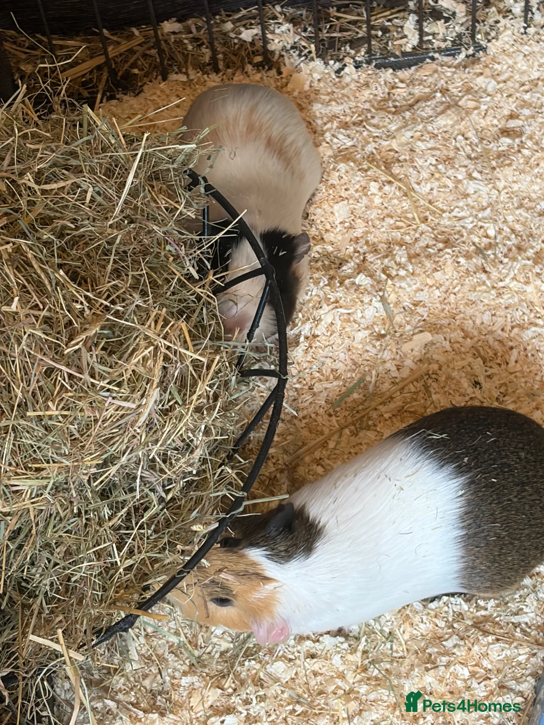 Guinea Pig rodents for sale: 3 male guinea pigs and everything needed for sale  - Advert 1