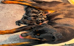 Rottweiler dogs for sale: 🦍🖤🤎KC REG 5 star breeders🤎🖤🦍 - Image 2