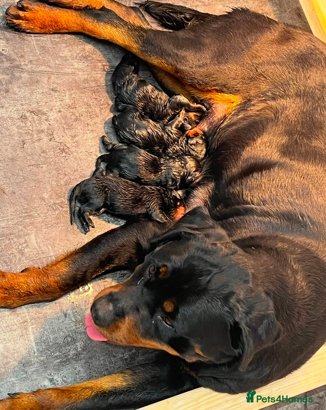 Rottweiler dogs for sale: 🦍🖤🤎KC REG 5 star breeders🤎🖤🦍 - Image 2