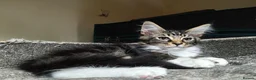 Maine Coon cats for sale: Stunning Maine Coon Kittens - Advert 4