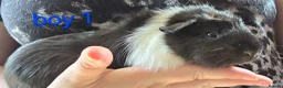 Guinea Pig rodents for sale: Gergouse guinea pigs  - Advert 1
