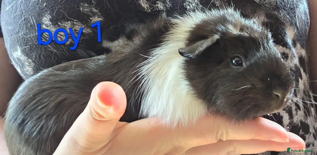 Guinea Pig rodents for sale: Gergouse guinea pigs  - Advert 1