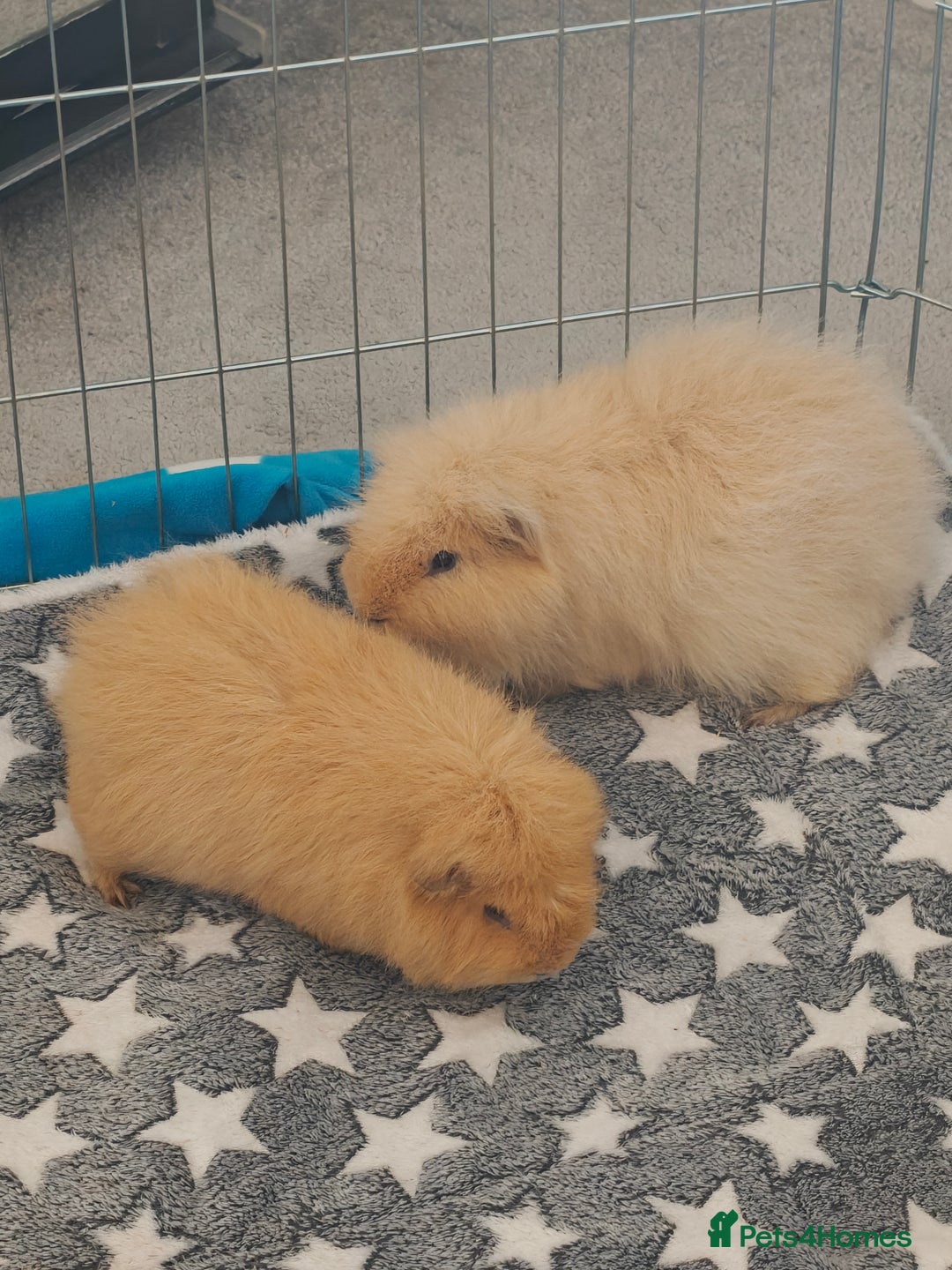 Guinea Pig rodents for sale: Two 1 years old boys - Advert 1