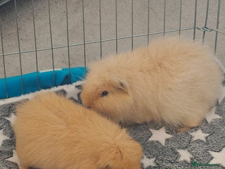 Guinea Pig rodents Two 1 years old boys - Advert 1