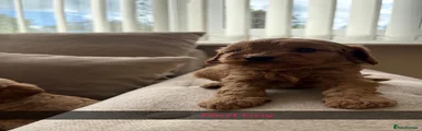 Cavapoo 2