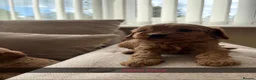 Cavapoo dogs for sale: Cavapoo puppies ruby red - Advert 10