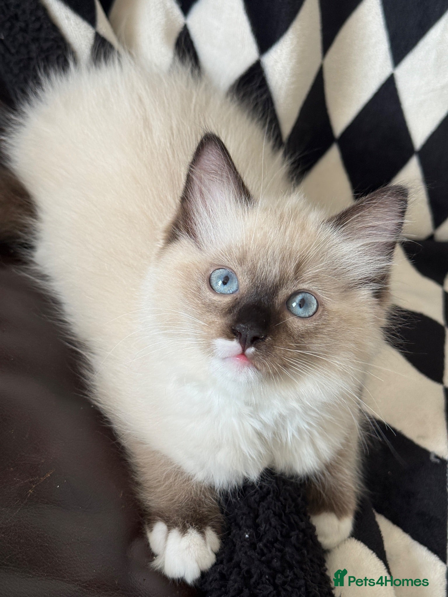 Ragdoll cats Ready Now Ragdoll kittens  - Advert 1
