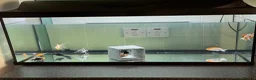 Goldfish fish for sale: I have 10 cold water gold fish  and for sale  - Advert 2