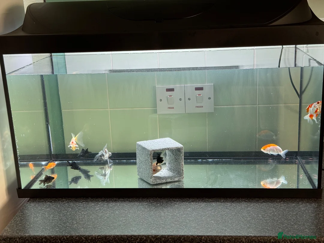 Goldfish fish for sale: I have 10 cold water gold fish  and for sale  - Advert 2