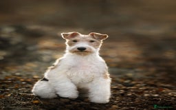 Fox Terrier dogs for sale: Exceptional Wire Haired Fox Terrier Puppies  - Image 9