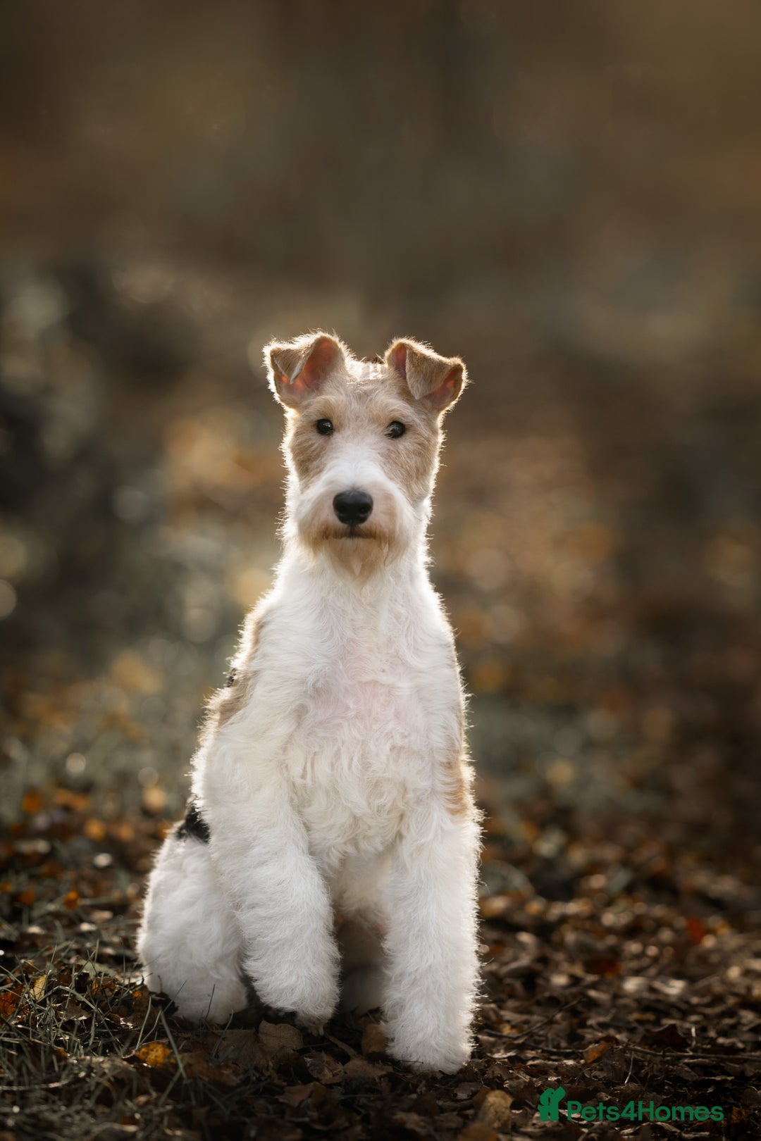 Fox Terrier dogs for sale: Exceptional Wire Haired Fox Terrier Puppies  - Image 9