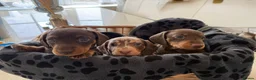 Miniature Dachshund dogs for sale: Miniature Dachshund Puppies  in Sheerness - Advert 14