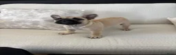 French Bulldog dogs for sale: Fawn Female french bulldog in Kirkcaldy - Advert 5