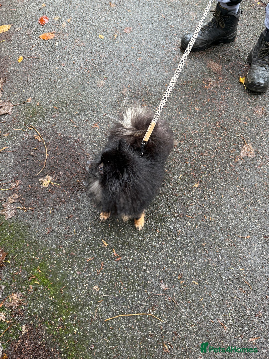 Pomeranian dogs for sale: Roxy the Pomeranian - Advert 6